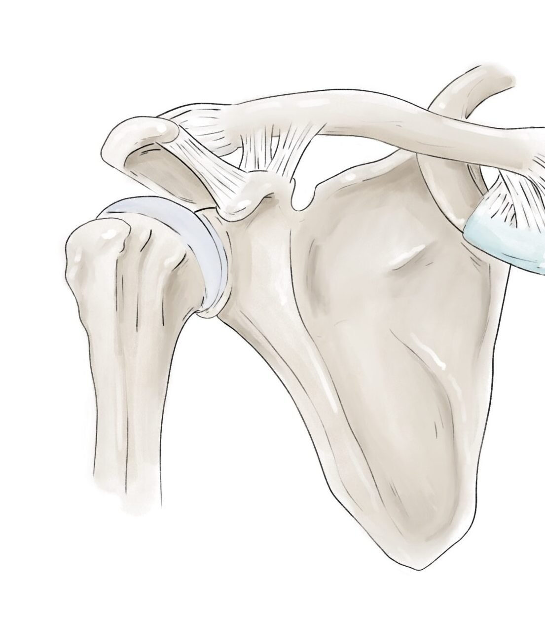 anatomie epaule