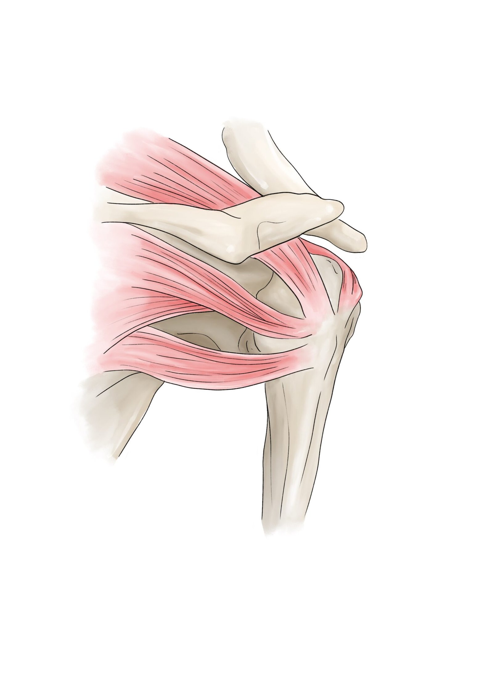 anatomie coiffe