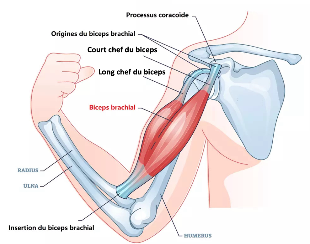 Anatomie du biceps